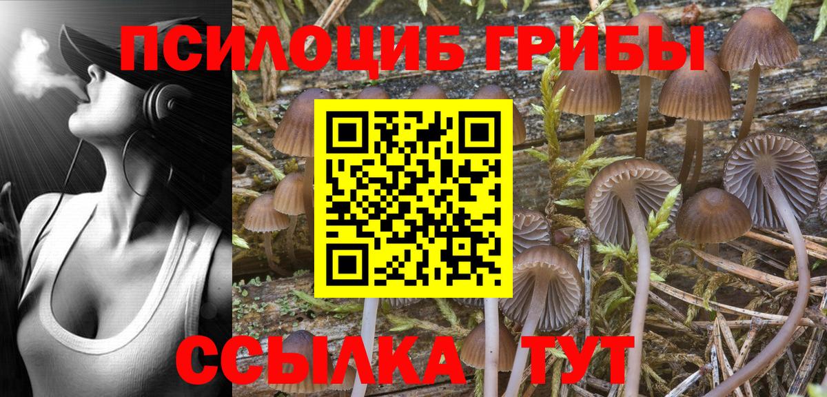 Псилоцибиновые грибы Psilocybe Кунгур